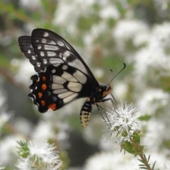 Papilio anactus at Acton, ACT - 4 Dec 2020 11:37 AM