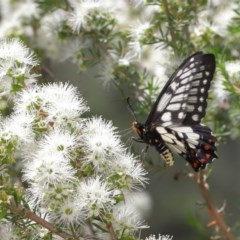 Papilio anactus at Acton, ACT - 4 Dec 2020 11:37 AM