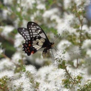 Papilio anactus at Acton, ACT - 4 Dec 2020 11:37 AM