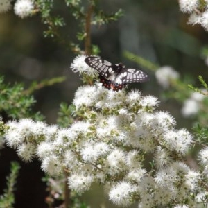 Papilio anactus at Acton, ACT - 4 Dec 2020 11:37 AM