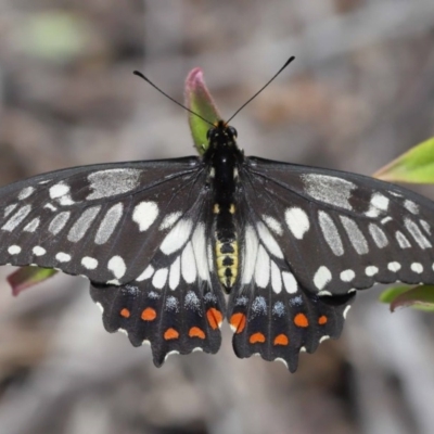 Papilio anactus (Dainty Swallowtail) at Acton, ACT - 6 Dec 2020 by TimL