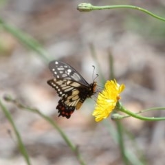 Papilio anactus at Acton, ACT - 6 Dec 2020