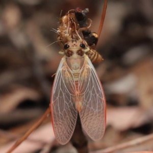 Yoyetta sp. (genus) at Acton, ACT - 4 Dec 2020