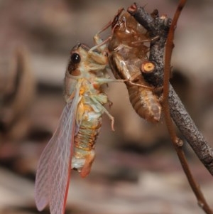 Yoyetta sp. (genus) at Acton, ACT - 4 Dec 2020