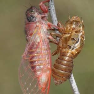 Pauropsalta mneme at Acton, ACT - 8 Dec 2020