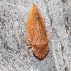 Stenocotis depressa (Leafhopper) at Acton, ACT - 8 Dec 2020 by TimL