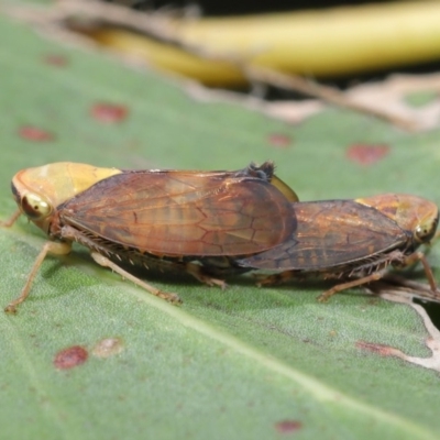 Brunotartessus fulvus (Yellow-headed Leafhopper) at Acton, ACT - 4 Dec 2020 by TimL