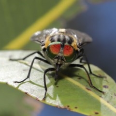 Scaptia sp. (genus) (March fly) at Acton, ACT - 4 Dec 2020 by TimL