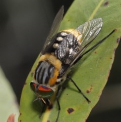 Scaptia sp. (genus) at Acton, ACT - 4 Dec 2020