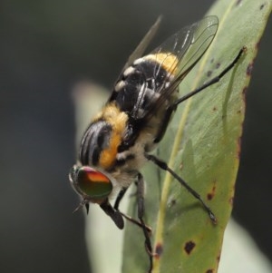 Scaptia sp. (genus) at Acton, ACT - 4 Dec 2020