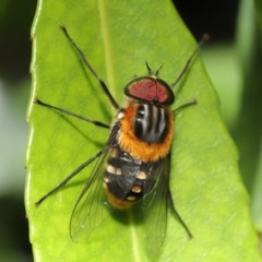 Scaptia sp. (genus) (March fly) at Acton, ACT - 4 Dec 2020 by TimL