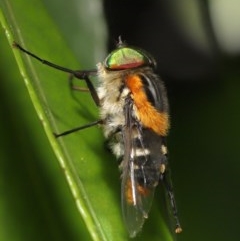 Scaptia sp. (genus) at Acton, ACT - 4 Dec 2020