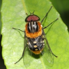 Scaptia sp. (genus) at Acton, ACT - 4 Dec 2020