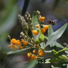 Xylocopa (Lestis) aerata at Acton, ACT - 4 Dec 2020