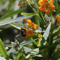 Xylocopa (Lestis) aerata at Acton, ACT - 4 Dec 2020