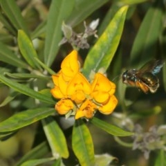 Xylocopa (Lestis) aerata (Golden-Green Carpenter Bee) at Acton, ACT - 10 Dec 2020 by TimL