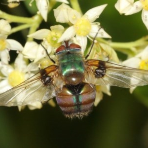 Entomophthora sp. (genus) at Acton, ACT - 8 Dec 2020 12:59 PM