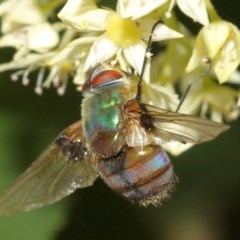 Entomophthora sp. (genus) at Acton, ACT - 8 Dec 2020