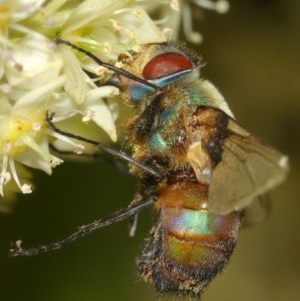 Entomophthora sp. (genus) at Acton, ACT - 8 Dec 2020