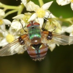 Entomophthora sp. (genus) at Acton, ACT - 8 Dec 2020