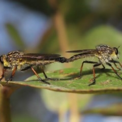 Zosteria rosevillensis (A robber fly) at Acton, ACT - 4 Dec 2020 by TimL