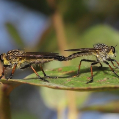 Zosteria rosevillensis (A robber fly) at Acton, ACT - 4 Dec 2020 by TimL