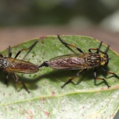 Zosteria rosevillensis at Acton, ACT - 4 Dec 2020 01:37 PM