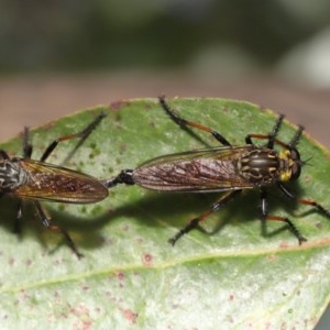 Zosteria rosevillensis at Acton, ACT - 4 Dec 2020