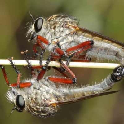 Zosteria sp. (genus) (Common brown robber fly) at Acton, ACT - 8 Dec 2020 by TimL