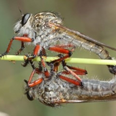 Zosteria sp. (genus) at Acton, ACT - 8 Dec 2020