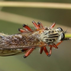 Zosteria sp. (genus) at Acton, ACT - 8 Dec 2020