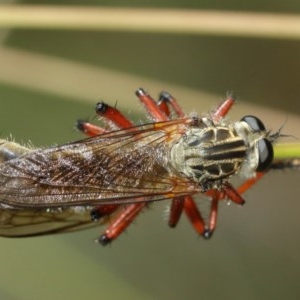 Zosteria sp. (genus) at Acton, ACT - 8 Dec 2020