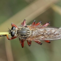 Zosteria sp. (genus) at Acton, ACT - 8 Dec 2020