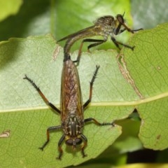 Zosteria rosevillensis (A robber fly) at Acton, ACT - 8 Dec 2020 by TimL