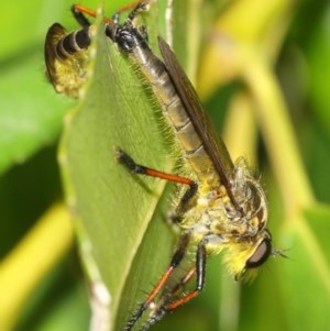 Zosteria rosevillensis at Acton, ACT - 8 Dec 2020 12:57 PM