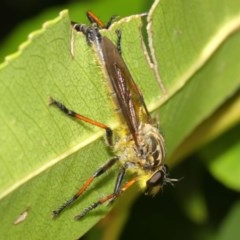 Zosteria rosevillensis at Acton, ACT - 8 Dec 2020 12:57 PM