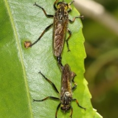 Zosteria rosevillensis at Acton, ACT - 8 Dec 2020 12:57 PM