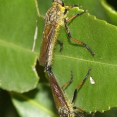 Zosteria rosevillensis at Acton, ACT - 8 Dec 2020 12:57 PM