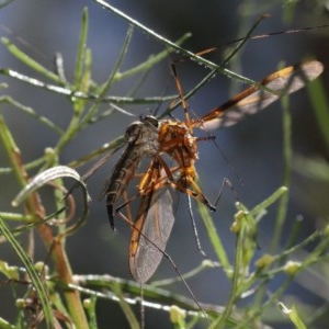 Cerdistus sp. (genus) at Watson, ACT - 4 Dec 2020