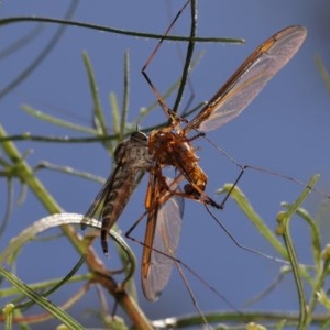 Cerdistus sp. (genus) at Watson, ACT - 4 Dec 2020