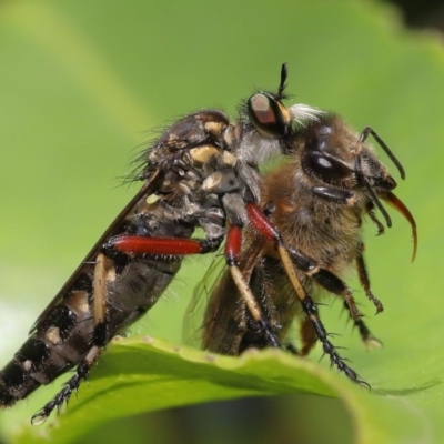 Thereutria amaraca (Spine-legged Robber Fly) at Acton, ACT - 4 Dec 2020 by TimL