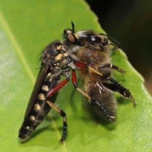 Thereutria amaraca at Acton, ACT - 4 Dec 2020