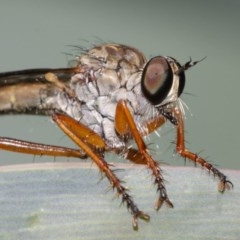 Cerdistus sp. (genus) (Yellow Slender Robber Fly) at Acton, ACT - 8 Dec 2020 by TimL