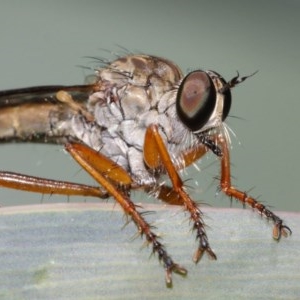 Cerdistus sp. (genus) at Acton, ACT - 8 Dec 2020 12:34 PM