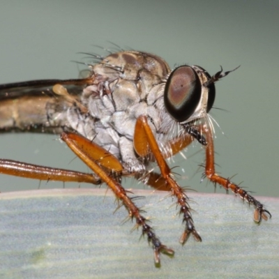 Cerdistus sp. (genus) (Slender Robber Fly) at Acton, ACT - 8 Dec 2020 by TimL