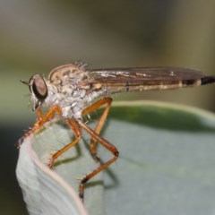 Cerdistus sp. (genus) at Acton, ACT - 8 Dec 2020 12:34 PM