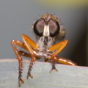 Cerdistus sp. (genus) at Acton, ACT - 8 Dec 2020