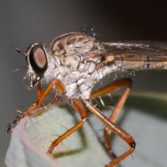 Cerdistus sp. (genus) at Acton, ACT - 8 Dec 2020