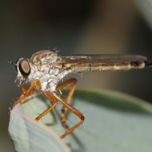 Cerdistus sp. (genus) at Acton, ACT - 8 Dec 2020