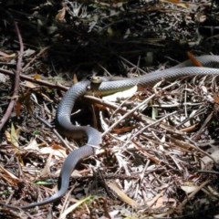 Pseudonaja textilis (Eastern Brown Snake) at ANBG - 4 Dec 2020 by TimL